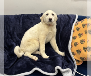 Great Pyrenees Dogs for adoption in Brooklyn, NY, USA
