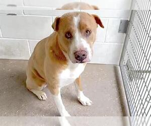 American Pit Bull Terrier-Unknown Mix Dogs for adoption in Houston, TX, USA