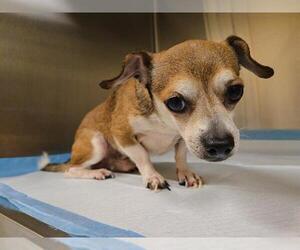 Chihuahua-Unknown Mix Dogs for adoption in Orange, CA, USA