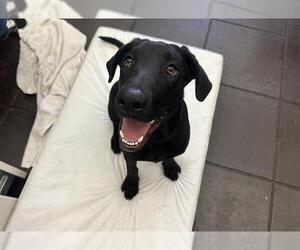 Labrador Retriever-Unknown Mix Dogs for adoption in Pasadena, CA, USA