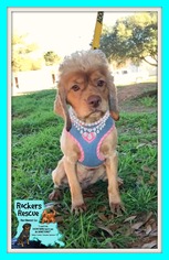 Cocker Spaniel Dogs for adoption in Greenwood, LA, USA