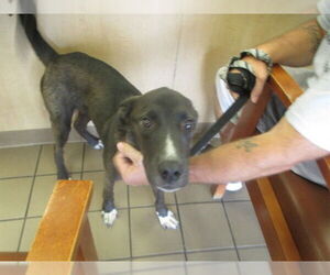 Mutt Dogs for adoption in Ocala, FL, USA