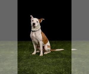 American Pit Bull Terrier-Unknown Mix Dogs for adoption in Tulsa, OK, USA