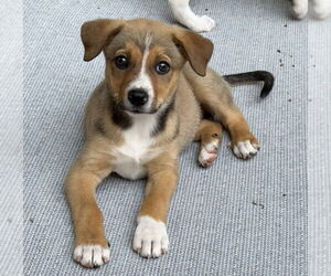 Border Collie-Unknown Mix Dogs for adoption in Bolivar, MO, USA