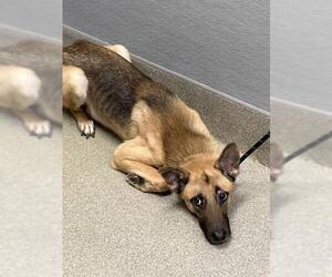 German Shepherd Dog-Unknown Mix Dogs for adoption in Las Vegas, NV, USA