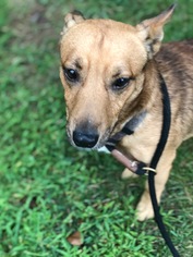 Pembroke Welsh Corgi Dogs for adoption in Herndon, VA, USA