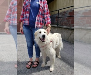 Great Pyrenees Dogs for adoption in Monterey, VA, USA