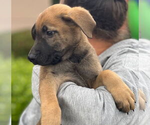 Mutt Dogs for adoption in Dana Point, CA, USA