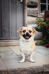 Puginese Dogs for adoption in Sandy, UT, USA