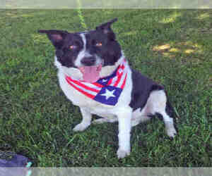 Border Collie Dogs for adoption in Oakdale, CA, USA