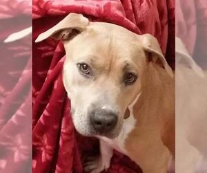 American Staffordshire Terrier-Unknown Mix Dogs for adoption in Minneapolis, MN, USA