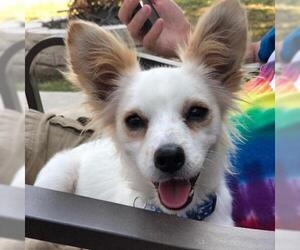 Papillon Dogs for adoption in Dallas, TX, USA