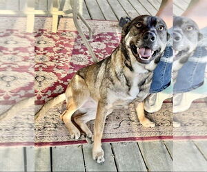 Mutt Dogs for adoption in Boston, MA, USA