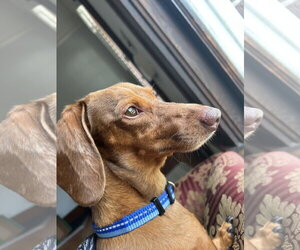 Medium Photo #3 Dachshund Puppy For Sale in Tampa, FL, USA