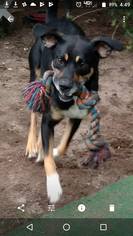 Rottweiler Dogs for adoption in Southampton, NY, USA
