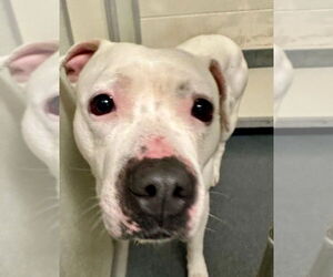 American Pit Bull Terrier Dogs for adoption in Glen Allen, VA, USA