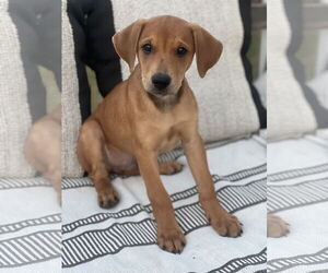 Labrottie Dogs for adoption in Kannapolis, NC, USA