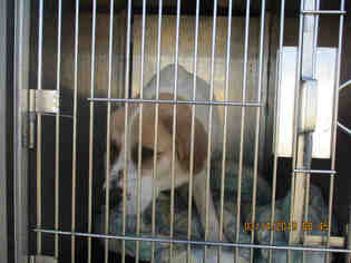 Saint Bernard Dogs for adoption in Oklahoma City, OK, USA