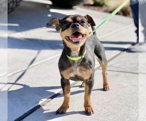 Chug Dogs for adoption in Fair Oaks, CA, USA