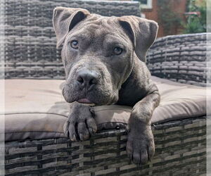 American Pit Bull Terrier-American Staffordshire Terrier Mix Dogs for adoption in Chester, VA, USA