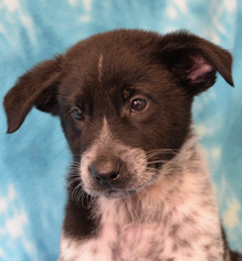 Borador Dogs for adoption in Eureka, CA, USA