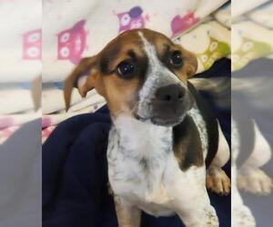 Beagle-Unknown Mix Dogs for adoption in Greenville, IL, USA