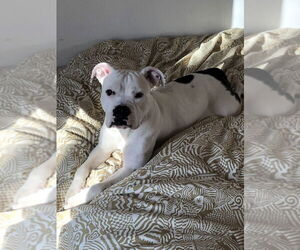 American Bulldog-Unknown Mix Dogs for adoption in Minneapolis, MN, USA
