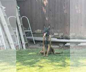 Mutt Dogs for adoption in Imlay City, MI, USA