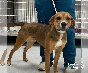 Retriever -Unknown Mix Dogs for adoption in Washington, DC, USA
