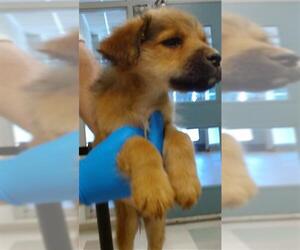 German Shepherd Dog Dogs for adoption in Oklahoma City, OK, USA