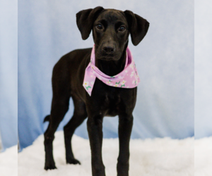 Labrador Retriever-Unknown Mix Dogs for adoption in Sterling, MA, USA