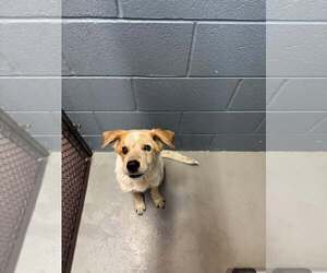 Mutt Dogs for adoption in Rowlett, TX, USA