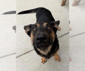 German Shepherd Dog-Unknown Mix Dogs for adoption in Tulsa, OK, USA