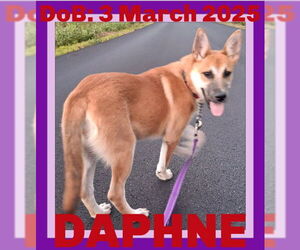 German Shepherd Dog-Unknown Mix Dogs for adoption in Sebec, ME, USA