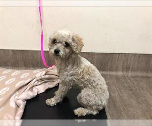 Poodle (Toy) Dogs for adoption in Pasadena, CA, USA