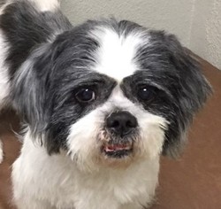 Shih Tzu Dogs for adoption in REDDING, CA, USA