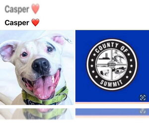 American Pit Bull Terrier-Unknown Mix Dogs for adoption in Akron, OH, USA