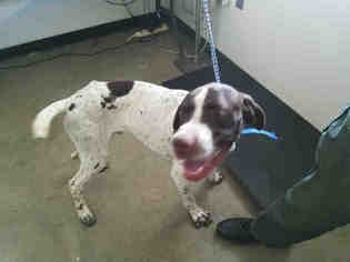 German Shorthaired Pointer Dogs for adoption in San Martin, CA, USA