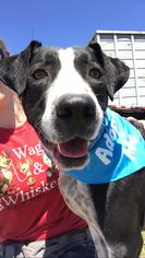 Border Collie-Unknown Mix Dogs for adoption in Chico, CA, USA
