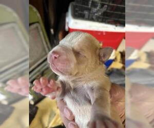 Mutt Dogs for adoption in Houston, TX, USA