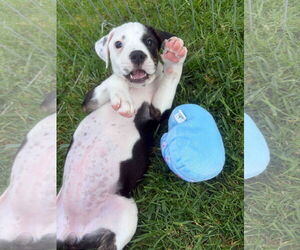 Border Collie Dogs for adoption in Menifee, CA, USA