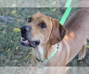 Black Mouth Cur Dogs for adoption in Westminster, MD, USA