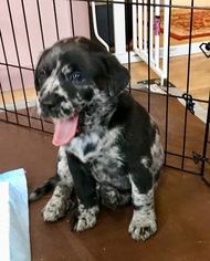 Sheprador Dogs for adoption in Livonia, MI, USA