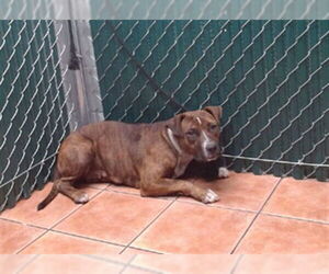 American Pit Bull Terrier Dogs for adoption in Downey, CA, USA