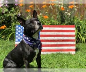 American Staffordshire Terrier-Unknown Mix Dogs for adoption in Glenview, IL, USA