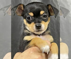 Chihuahua-Unknown Mix Dogs for adoption in Milwaukie, OR, USA