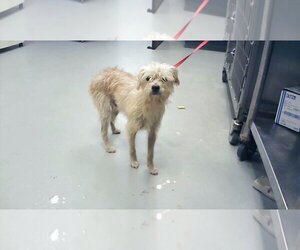 Norfolk Terrier Dogs for adoption in Fayetteville, NC, USA