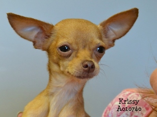 Medium Photo #1 Chihuahua Puppy For Sale in Conroe, TX, USA