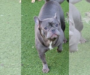 French Bulldog Dogs for adoption in Carrollton, TX, USA