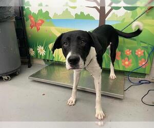 Labrador Retriever-Unknown Mix Dogs for adoption in Waco, TX, USA